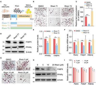 The Phytochemical Rhein Mediates M6A-Independent Suppression of Adipocyte Differentiation